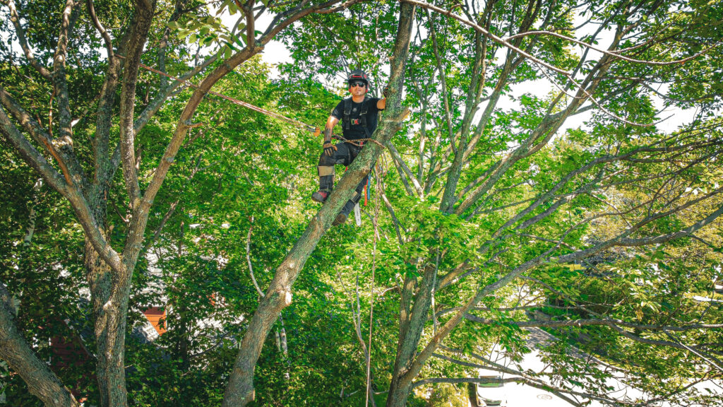 Photo corporative extérieure d’un travailleur en arboriculture par Leïka Marketing